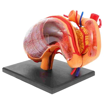 Orgán Anatómie Model Vyučovania Pomoci Zmontované Vedy Biologické Žalúdka Anatomickej Školy Demonštračné Zariadenia Batoľa
